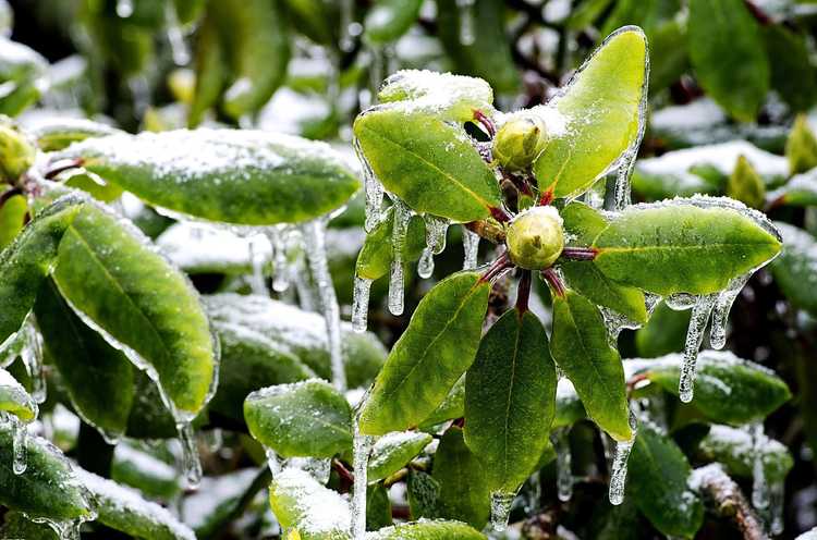 You are currently viewing Soins hivernaux des rhododendrons : prévenir les blessures causées par le froid chez les arbustes de rhododendrons