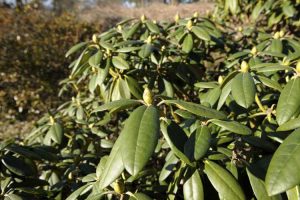 Lire la suite à propos de l’article Les rhododendrons ne fleurissent pas : pourquoi les buissons de rhododendrons ne fleurissent pas