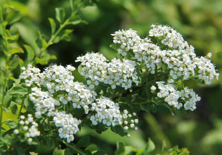 You are currently viewing Taille des arbustes de spirée : en savoir plus sur la taille des plantes de spirée