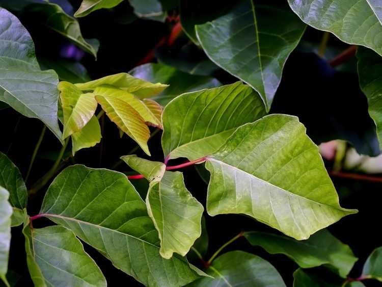 You are currently viewing Informations sur le sumac empoisonné : En savoir plus sur le contrôle du sumac empoisonné