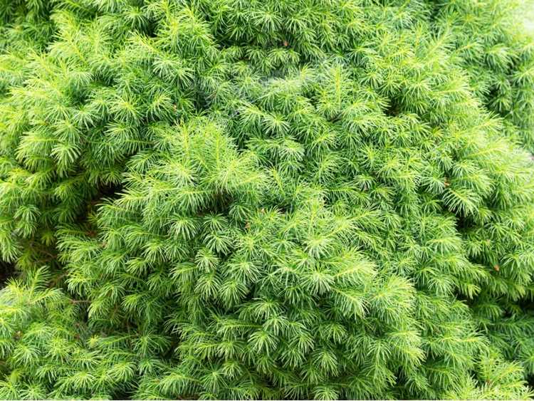 Lire la suite à propos de l’article Entretien de l'épinette Bird's Nest: Comment faire pousser des arbustes d'épinette Bird's Nest