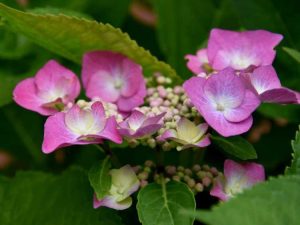 Lire la suite à propos de l’article Hortensias Lacecap: Cultiver des arbustes d'hortensias de montagne