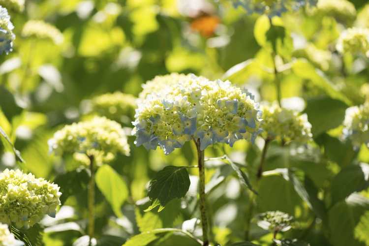 Lire la suite à propos de l’article Soin lisse des hortensias : découvrez les arbustes d'hortensias sauvages