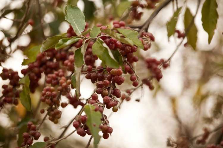 You are currently viewing Informations sur l'olive russe : Comment faire pousser un arbuste Elaeagnus