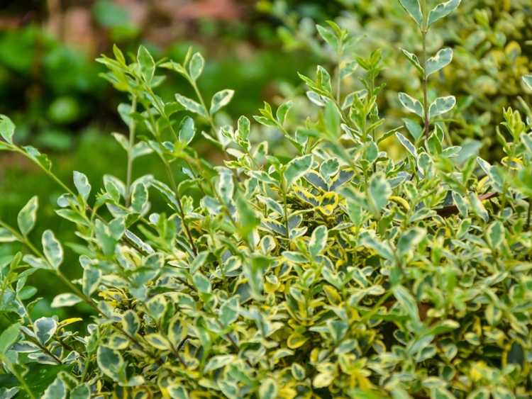 You are currently viewing Taille d'Euonymus à feuilles persistantes: comment tailler Euonymus Japonicus