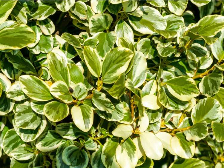 Lire la suite à propos de l’article Soins Griselinia: Informations sur la façon de cultiver un arbuste Griselinia