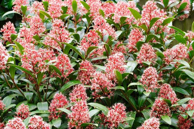 You are currently viewing Entretien des plantes Skimmia : Comment faire pousser des arbustes japonais Skimmia