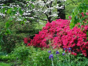 Lire la suite à propos de l’article Arbustes pour jardins ombragés et humides : arbustes qui aiment l'ombre et le sol humide