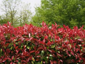 Lire la suite à propos de l’article Taille des arbustes Photinia: comment et quand tailler un Photinia à pointe rouge