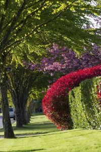 Lire la suite à propos de l’article Pouvez-vous tailler dur les pointes rouges : en savoir plus sur le rajeunissement d'une photinia à pointe rouge