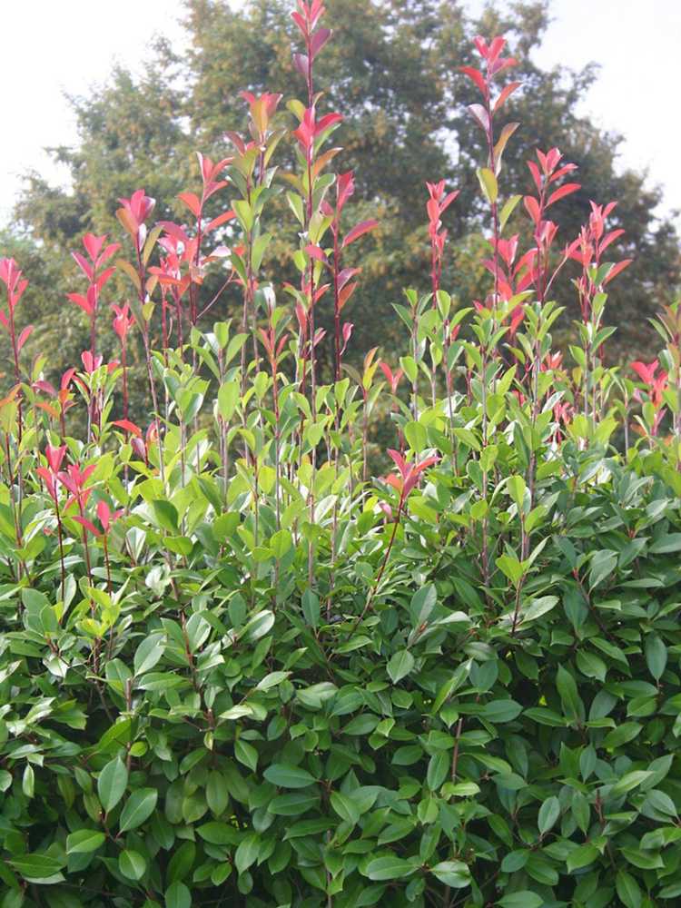 Lire la suite à propos de l’article Élimination de Photinia – Comment se débarrasser des arbustes de Photinia