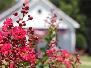 Lire la suite à propos de l’article Arbustes à fleurs qui aiment le plein soleil et la chaleur