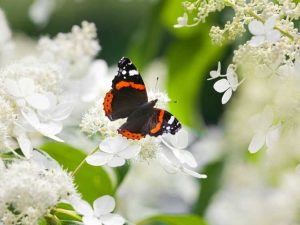 Lire la suite à propos de l’article Meilleurs arbustes pour les papillons