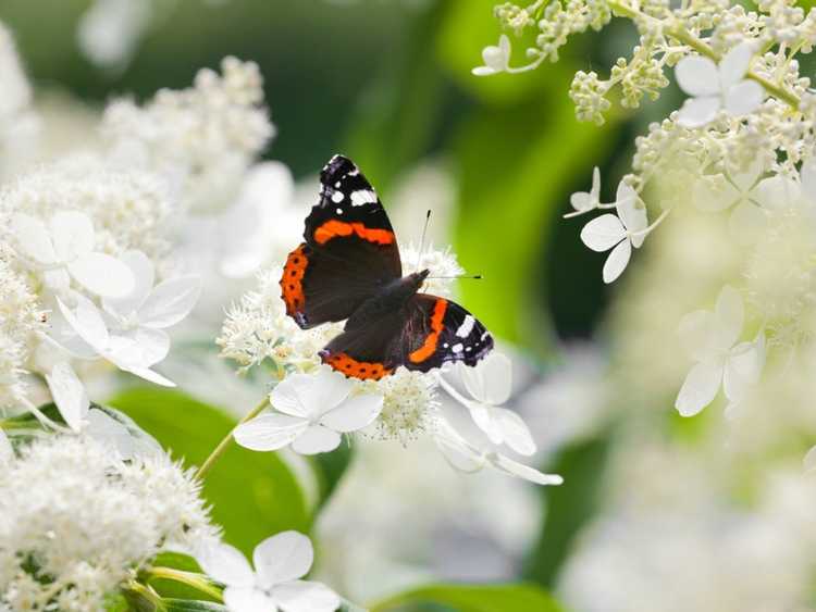 You are currently viewing Meilleurs arbustes pour les papillons