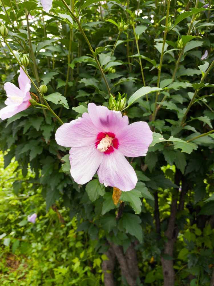 Lire la suite à propos de l’article Moving Rose Of Sharon – Comment transplanter des arbustes de Rose Of Sharon