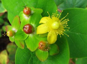 Lire la suite à propos de l’article Cultiver des arbustes Tutsan : conseils sur les soins Tutsan dans le jardin