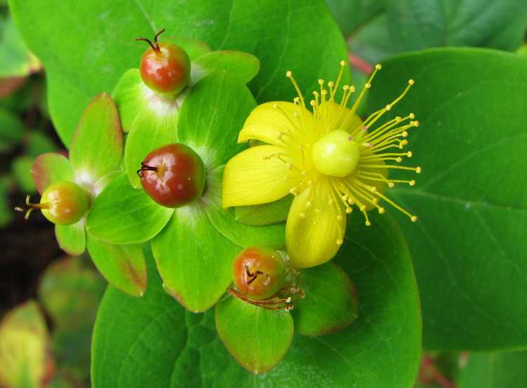 You are currently viewing Cultiver des arbustes Tutsan : conseils sur les soins Tutsan dans le jardin