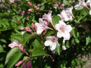 Lire la suite à propos de l’article Problèmes de Weigela dans le jardin – Problèmes et maladies courants des insectes Weigela