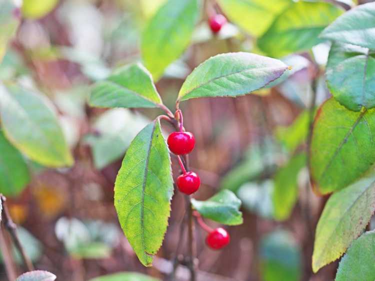 You are currently viewing Qu'est-ce que l'Ardisia japonaise : comment prendre soin des plantes d'Ardisia japonaises