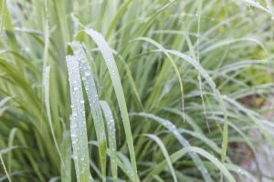 Lire la suite à propos de l’article Quand arroser la citronnelle – Quels sont les besoins en eau de la citronnelle