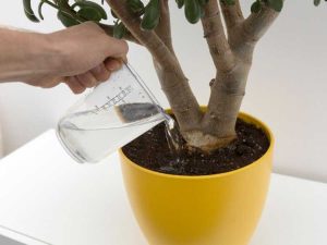 Lire la suite à propos de l’article Eau distillée pour les plantes – Utiliser de l'eau distillée sur les plantes