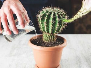Lire la suite à propos de l’article À quelle fréquence devez-vous arroser une plante de cactus ?