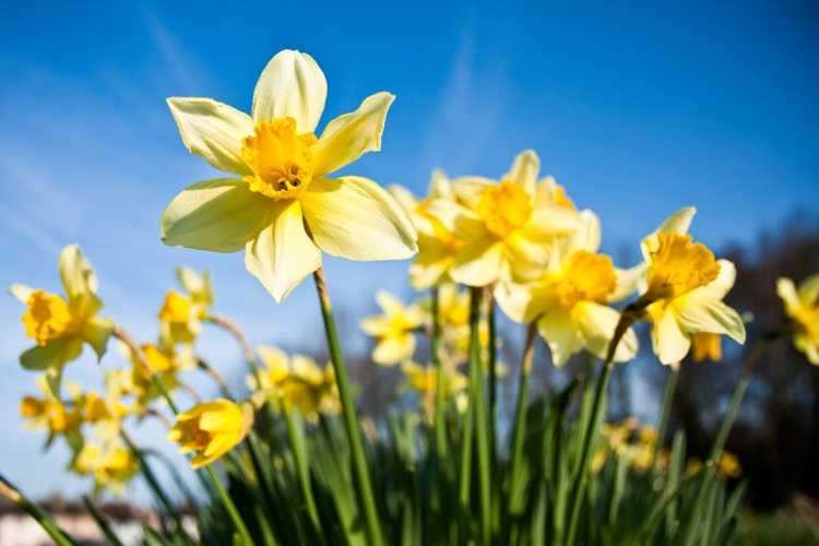 You are currently viewing Arrosage des bulbes dormants – Dois-je arroser les bulbes après la disparition des fleurs