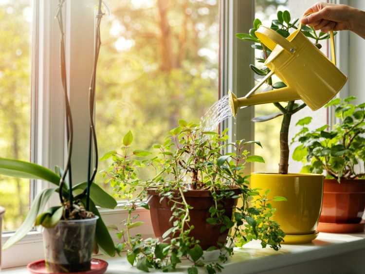 Lire la suite à propos de l’article Arroser correctement vos plantes d'intérieur