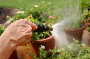 Lire la suite à propos de l’article Lorsque les plantes en pot sont trop humides : comment éviter de trop arroser les plantes en pot