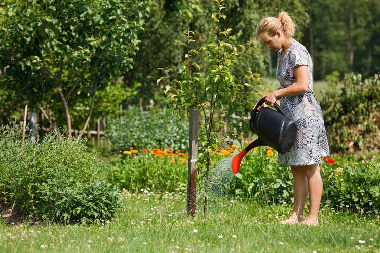 You are currently viewing Irrigation des pommiers – Comment arroser un pommier dans le paysage