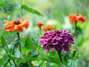 Lire la suite à propos de l’article Besoins en eau du zinnia : de quelle quantité d’eau les zinnias ont-ils besoin ?