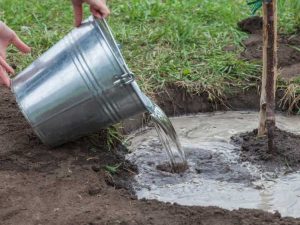 Lire la suite à propos de l’article Qu'est-ce que l'arrosage en profondeur – Arrosage en profondeur des arbres et plus encore