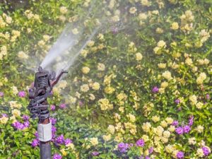 Lire la suite à propos de l’article Besoins en arrosage de Lantana – Conseils sur l'arrosage des plantes de Lantana