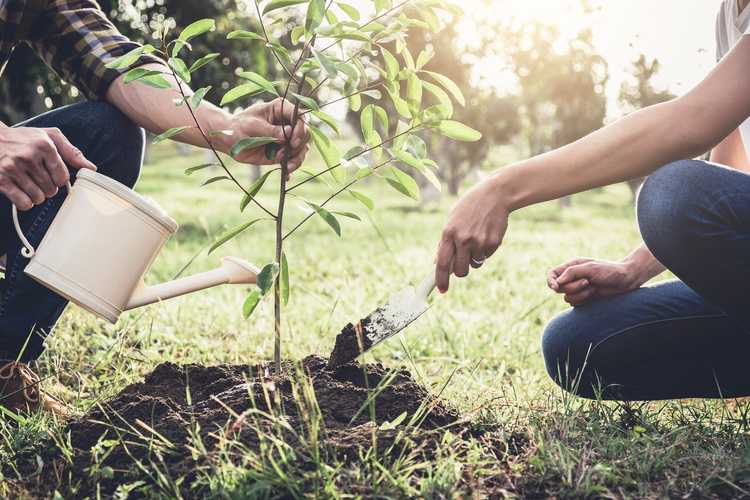 Lire la suite à propos de l’article Exigences d'arrosage des arbres transplantés – Arroser un arbre nouvellement planté