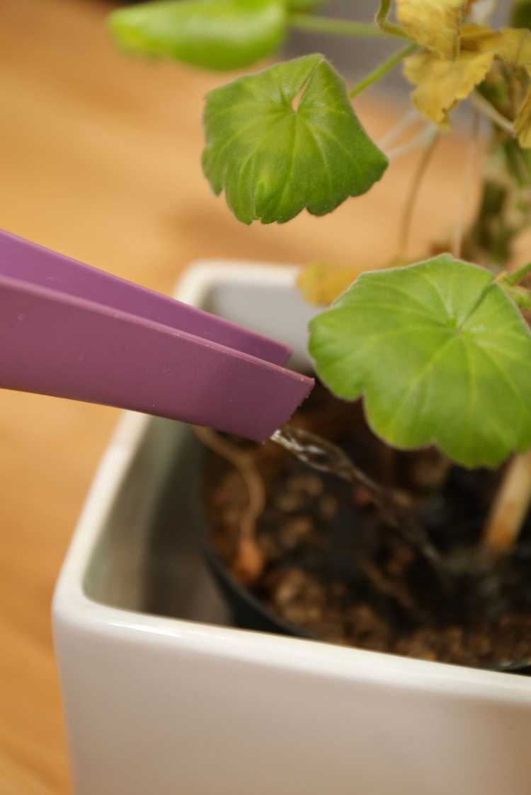 Lire la suite à propos de l’article Réhydrater les plantes en pot : arroser une plante en pot trop sèche