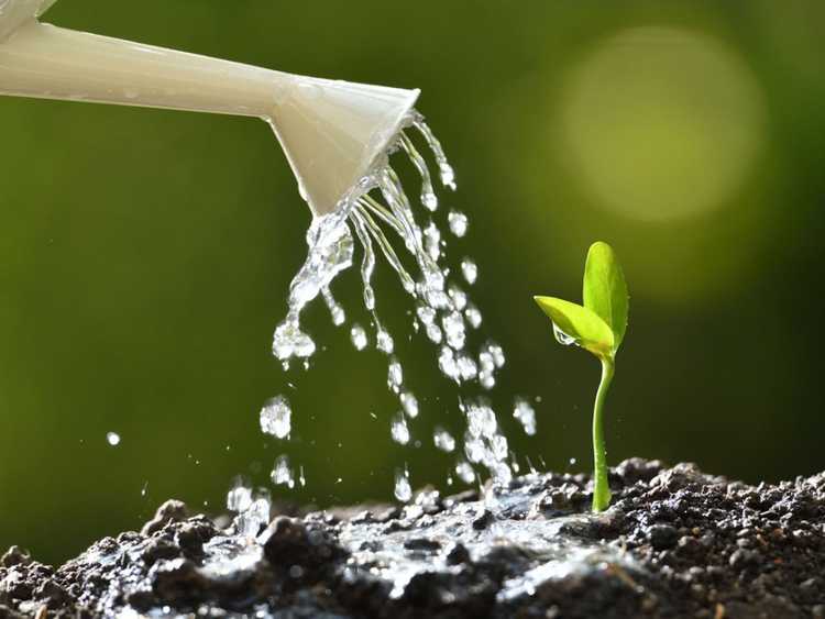 You are currently viewing Comment l’eau affecte-t-elle la croissance des plantes ?
