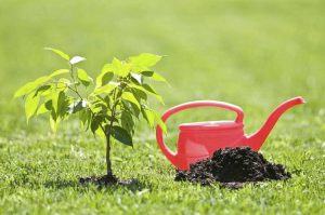 Lire la suite à propos de l’article Arroser les nouvelles plantes : que signifie bien arroser lors de la plantation
