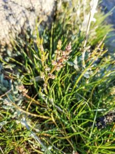 Lire la suite à propos de l’article Qu'est-ce que l'arrowgrass – Gestion de l'arrowgrass en bord de mer