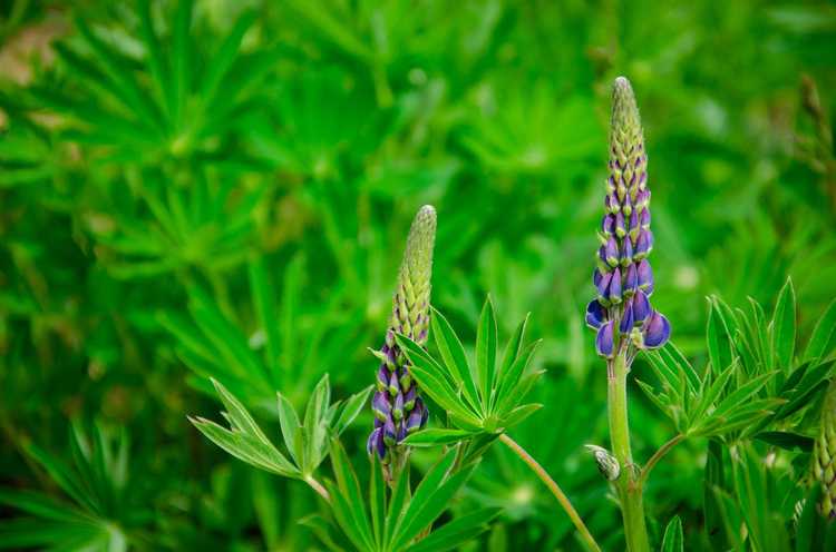 Lire la suite à propos de l’article Informations sur Arroyo Lupin : Apprenez à cultiver une plante de lupin Arroyo