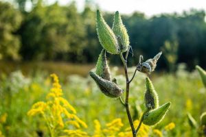 Lire la suite à propos de l’article Guide de taille de l'asclépiade : Dois-je planter des asclépiades à tête morte