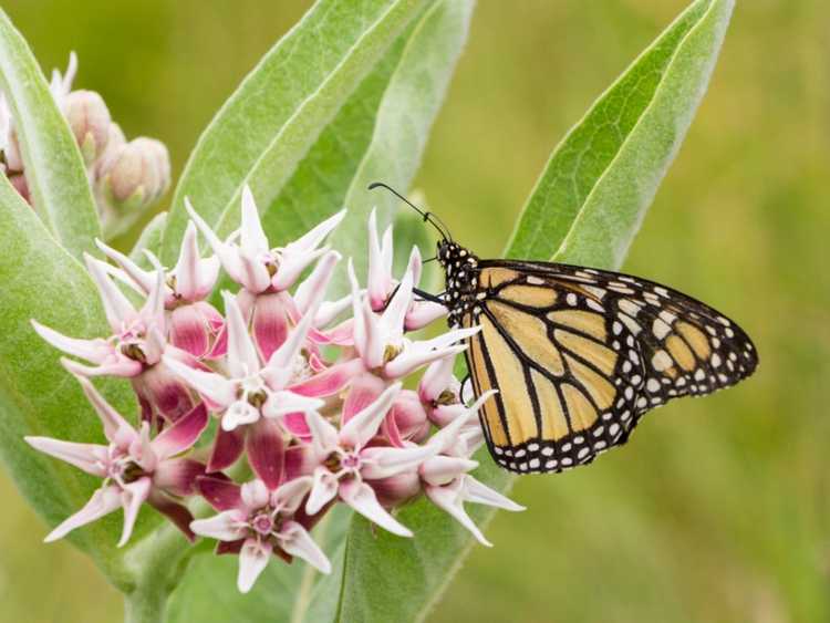 You are currently viewing Meilleures variétés d'asclépiades de Californie pour les papillons monarques