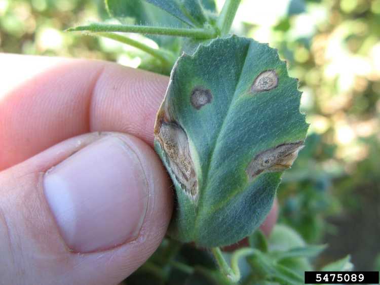 You are currently viewing Qu'est-ce que la brûlure ascochytique des pois – Comment lutter contre la brûlure ascochytique des pois