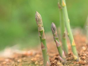 Lire la suite à propos de l’article Plantes d'asperges pourries : traiter la pourriture de la couronne et des racines des asperges