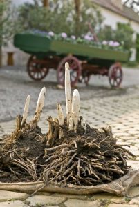 Lire la suite à propos de l’article Transplantation de plants d'asperges : conseils pour transplanter des asperges