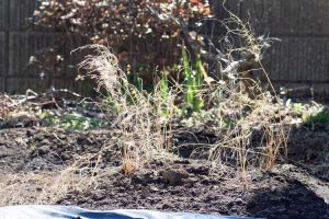Lire la suite à propos de l’article Entretien hivernal des asperges : conseils pour l'hivernage des plates-bandes d'asperges