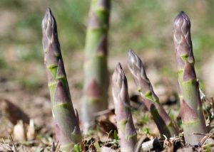 Lire la suite à propos de l’article Planter des asperges : comment faire un lit d'asperges