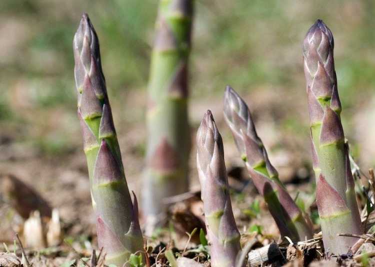 You are currently viewing Planter des asperges : comment faire un lit d'asperges