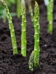 Lire la suite à propos de l’article Qu'est-ce que la rouille des asperges : conseils pour traiter la rouille dans les plants d'asperges