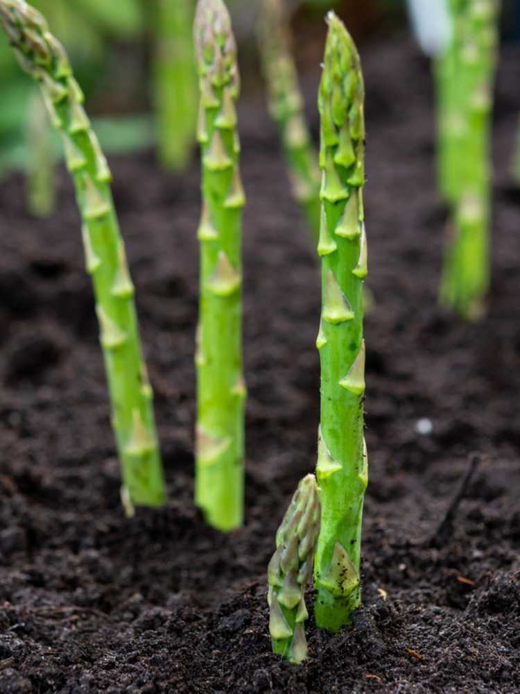 You are currently viewing Qu'est-ce que la rouille des asperges : conseils pour traiter la rouille dans les plants d'asperges