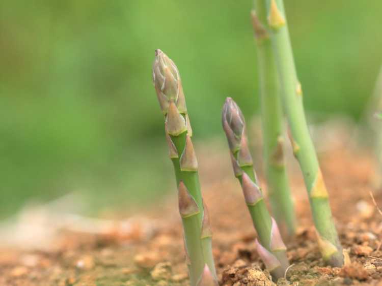 You are currently viewing Plantes d'asperges pourries : traiter la pourriture de la couronne et des racines des asperges